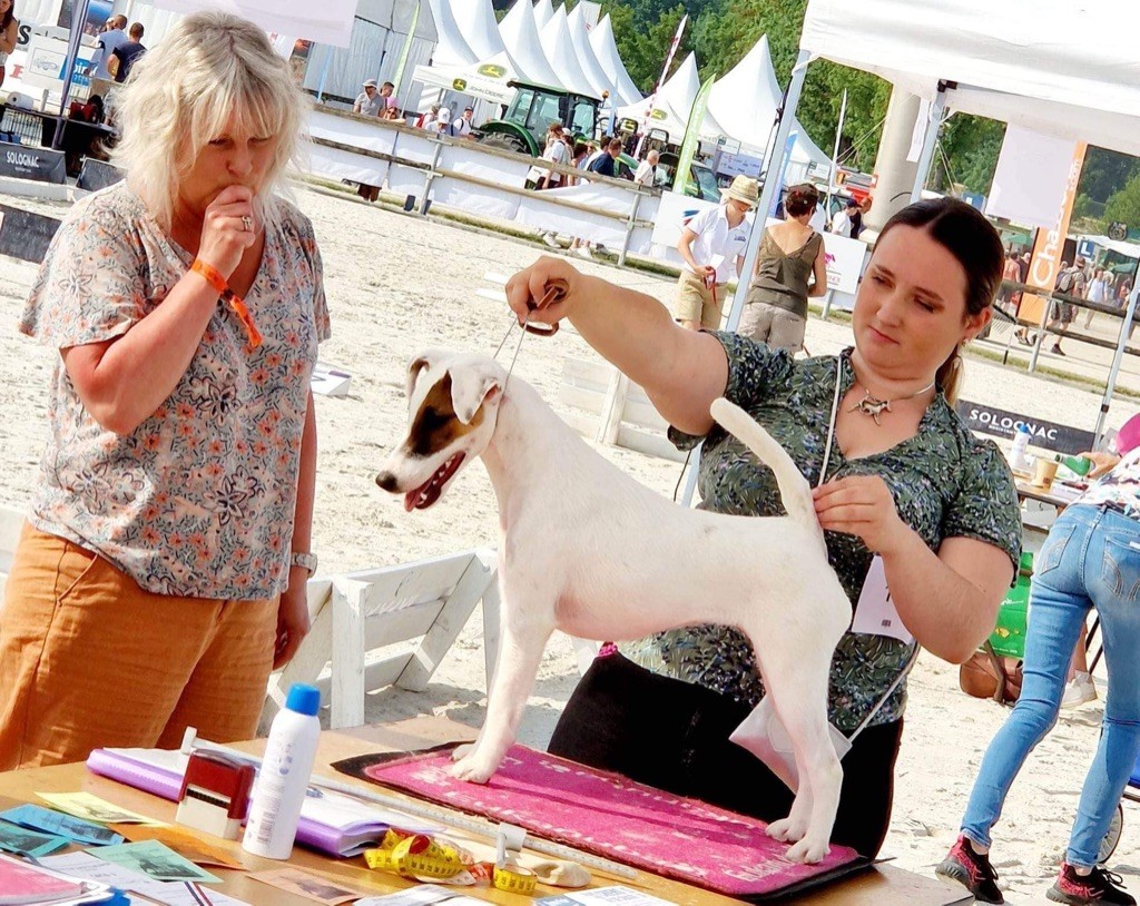 Fox Rebell - Spéciale Fox terrier Game Fair 2023 