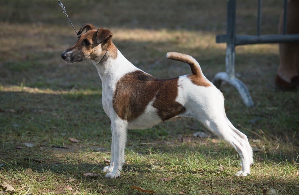 Fox Rebell - TOP BREEDERS AWARDS 2022 