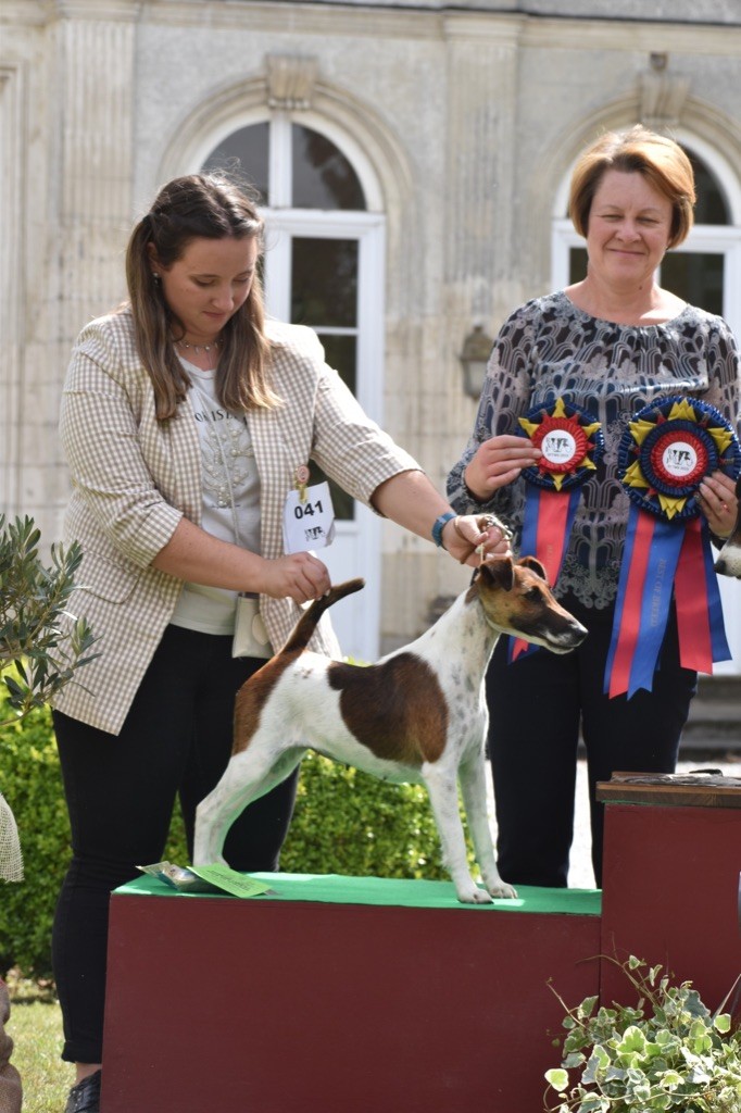 Fox Rebell - European Fox Terrier Winner Show 2023 