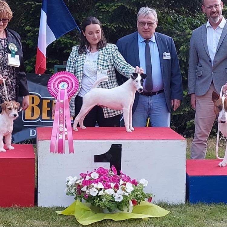 Fox Rebell - Nationale Dog Show saint ambreuil