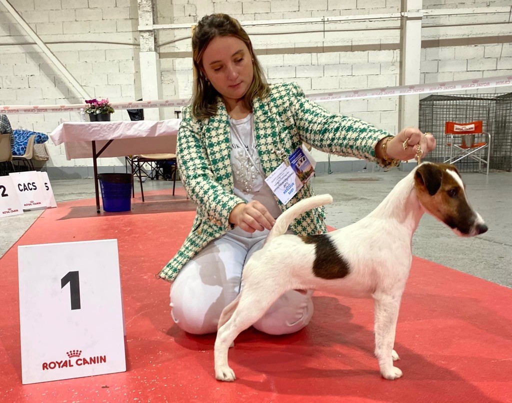 Fox Rebell - International Dog Show Metz 