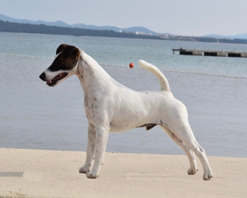 Fox Rebell - Dog Show ZADAR 