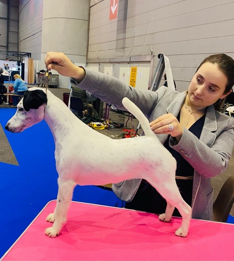 Fox Rebell - Dog Show Geneve 