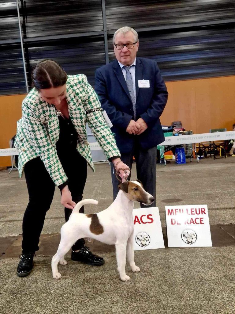 Fox Rebell - Nationale Dog Show Metz 