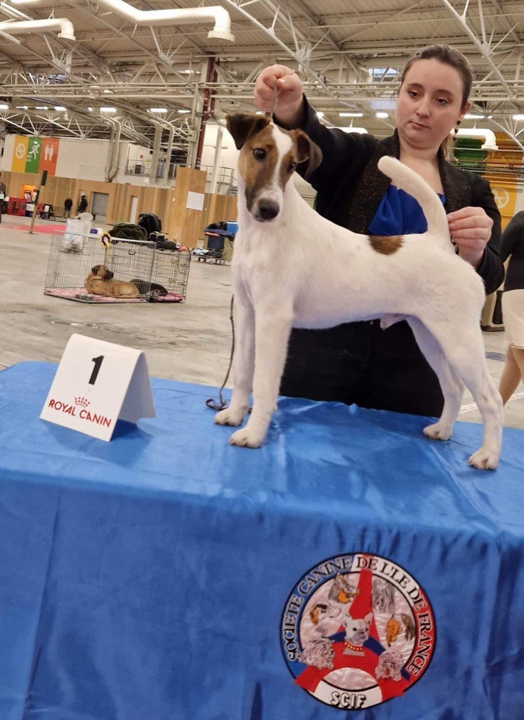 Fox Rebell - International dog show Paris Dog Show 2023 