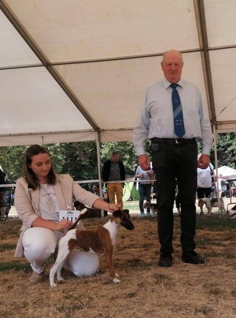 Fox Rebell - Dog Show Ludwigshafen