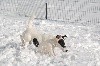  - La neige est arrivée pour le plaisir des foxs 