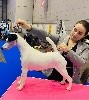  - Dog Show Geneve 