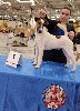  - International dog show Paris Dog Show 2023 