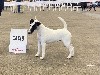  - Double Dog Show Lyon 