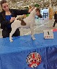  - National dog show Paris dog show 