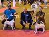  - International Dog Show 