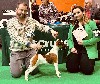  - CRUFTS la plus grosse exposition anglaise 