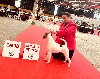  - International Dog Show Metz 