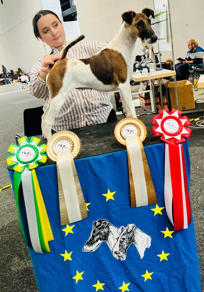 Fox Rebell - Double International Dog Show KARLSRUHE 2023 