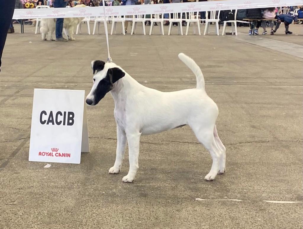 Fox Rebell - Double Dog Show Lyon 