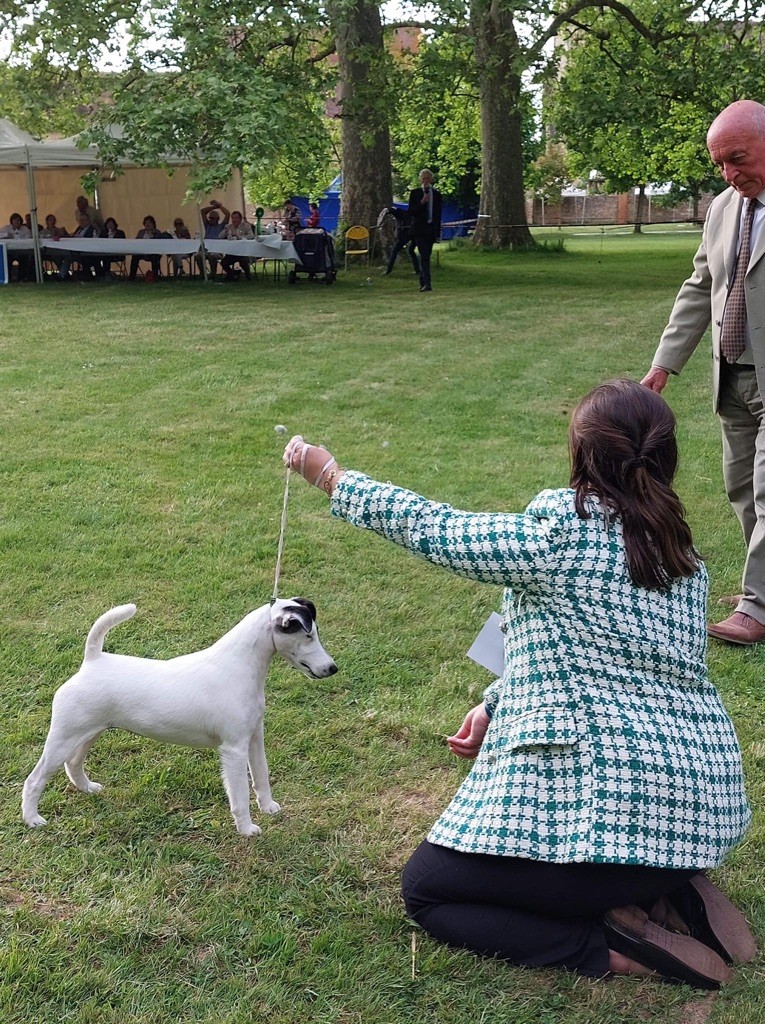 Fox Rebell - TOP DOGS WORKING AWARDS 2022 