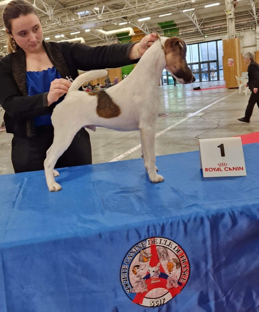 Fox Rebell - National dog show Paris dog show 