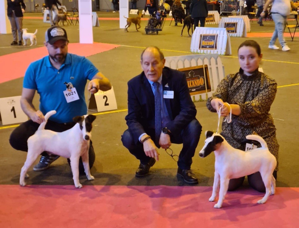 Fox Rebell - International Dog Show 