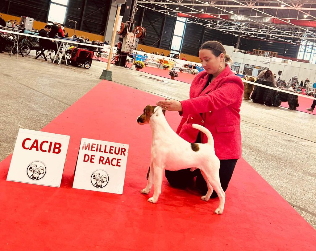 Fox Rebell - International Dog Show Metz 