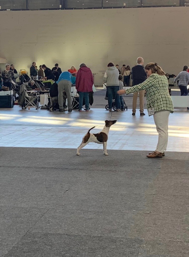 Fox Rebell - Double International dog show 