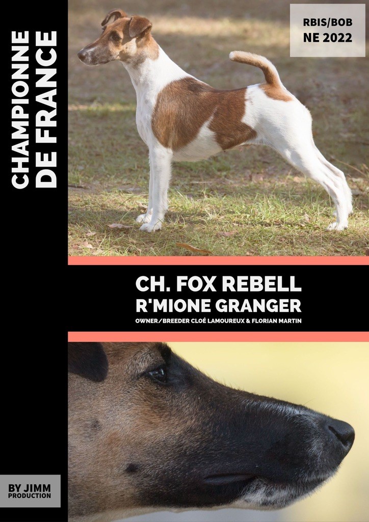 CH. Fox Rebell R'mione granger