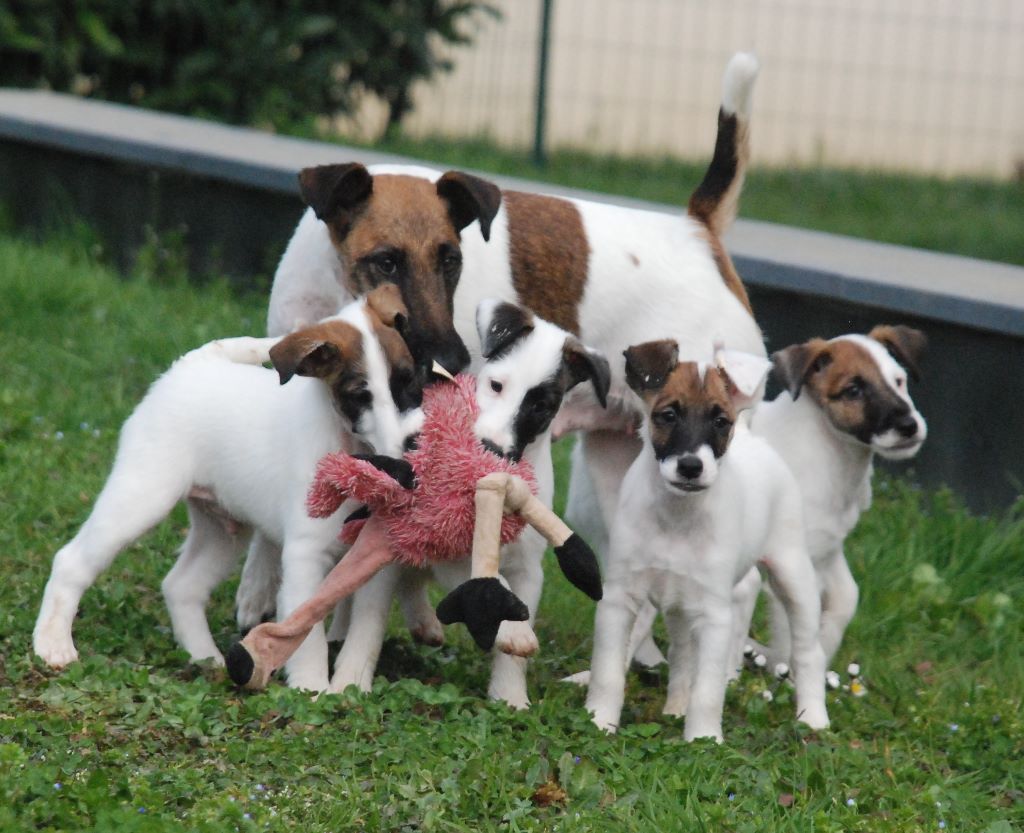 Fox Rebell - Fox Terrier Poil lisse - Portée née le 14/01/2020