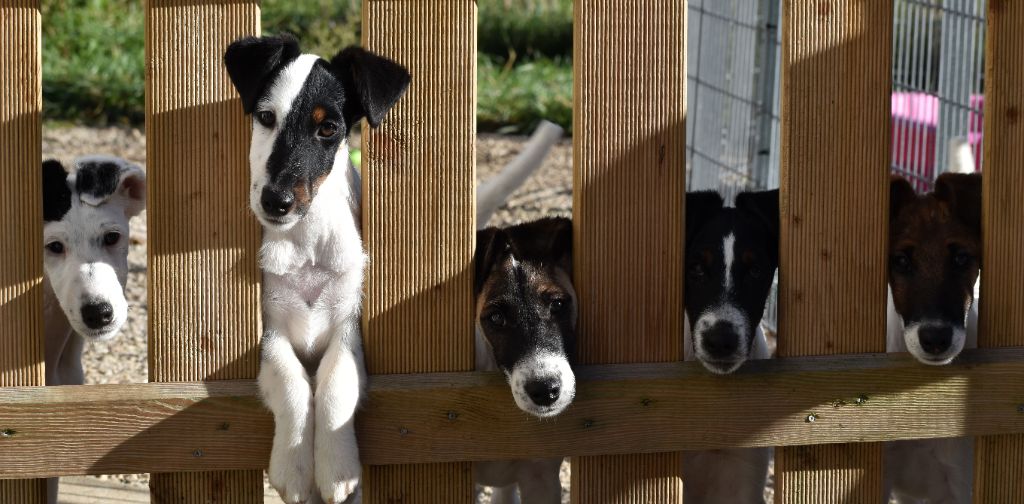 chiot Fox Terrier Poil lisse Fox Rebell