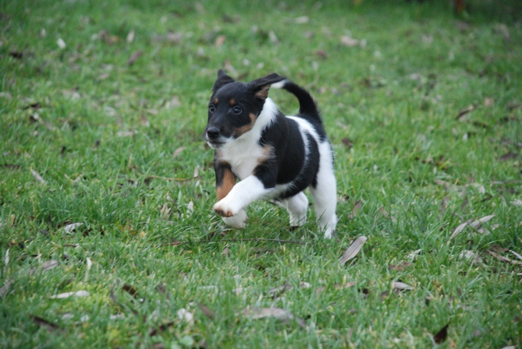 Fox Rebell - Fox Terrier Poil lisse - Portée née le 08/11/2020