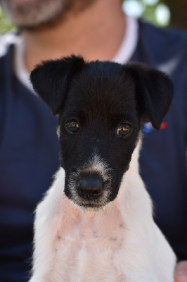 Fox Rebell - Fox Terrier Poil lisse - Portée née le 28/05/2022