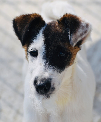 Fox Rebell - Fox Terrier Poil lisse - Portée née le 02/02/2024