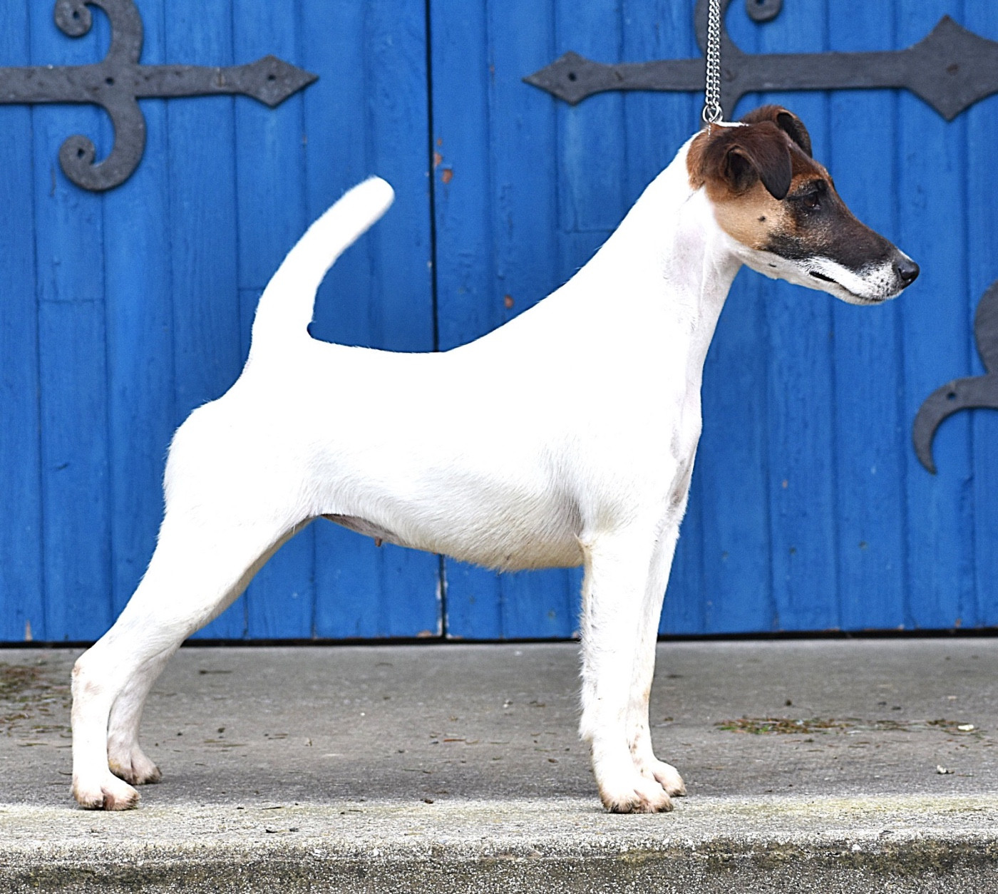 CH. Fox Rebell Ultra secret