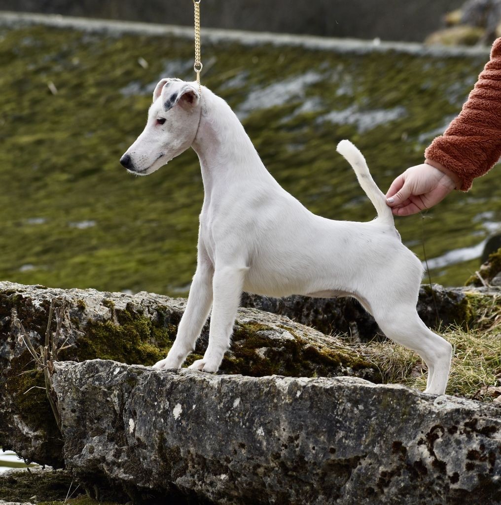 Fox Rebell Vixen astra spirit