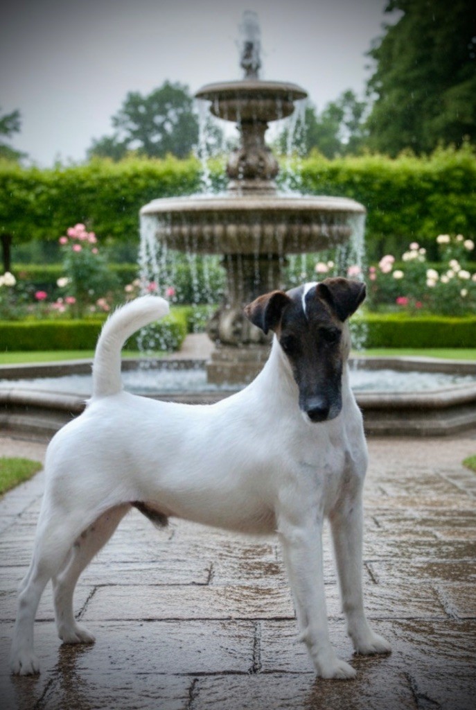 CH. James bond du Manoir Saint Adrien