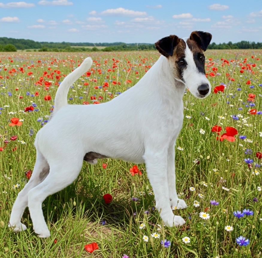 CH. Fox Rebell Ramsey