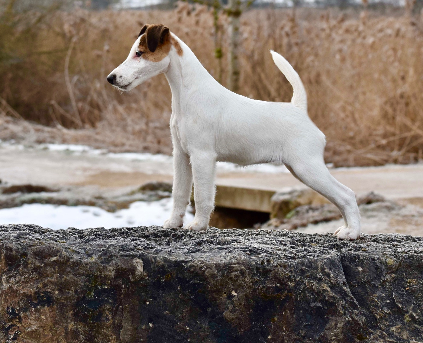 Fox Rebell ALPINE
