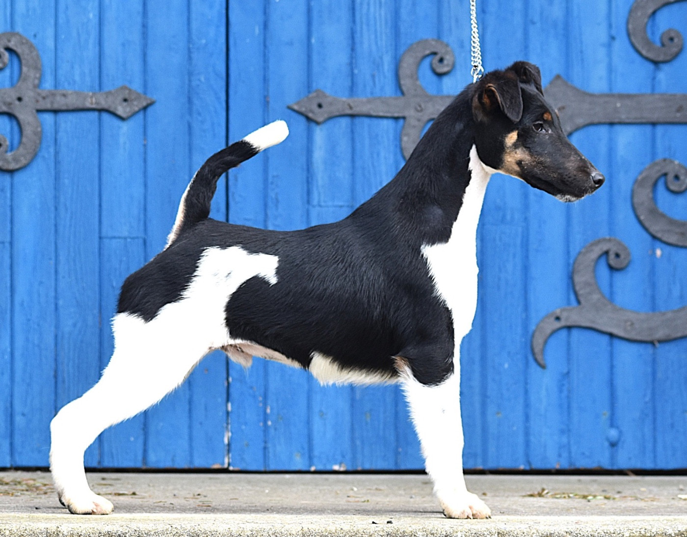 Ares By Fox rebell Fubelfox