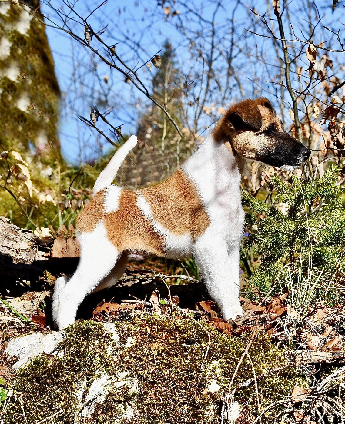 Fox Rebell BRACO