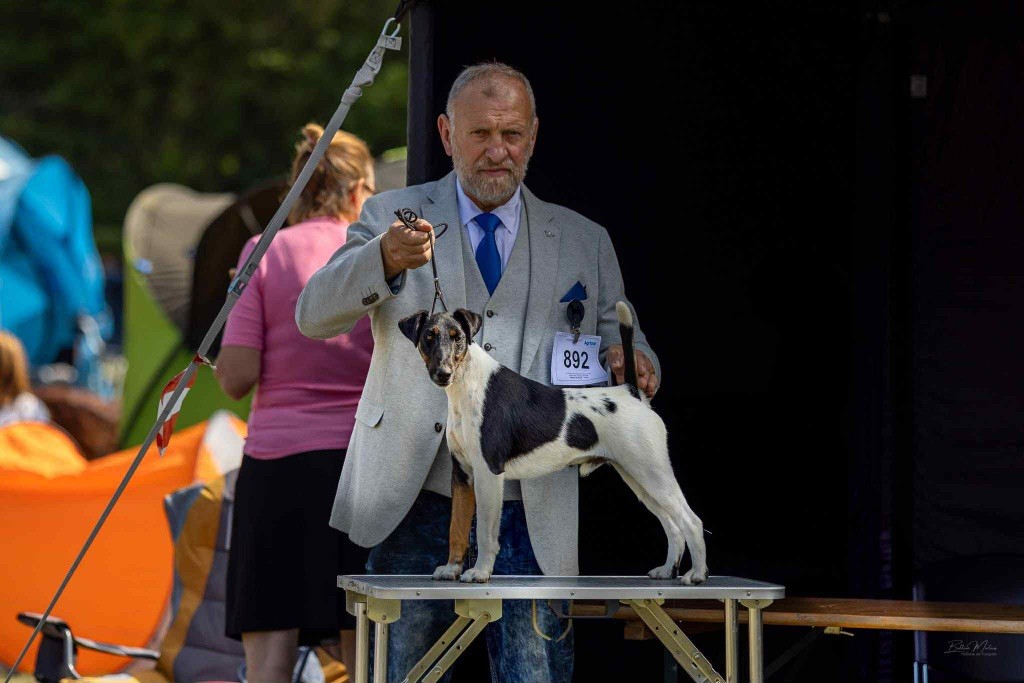 DOG SHOW NITRA 