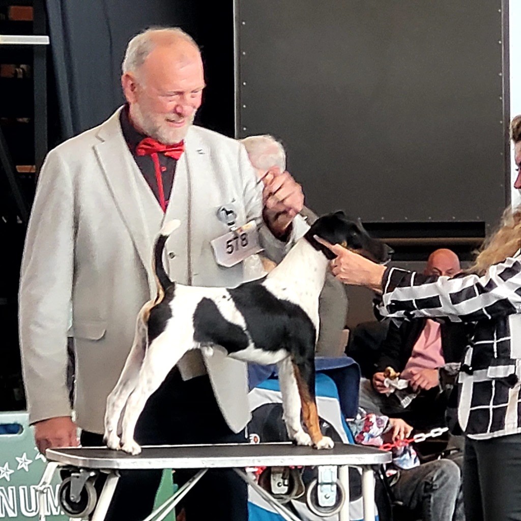 Fox Rebell - DOG SHOW Rostock