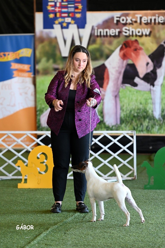 5 nouveaux champions de Hongrie 