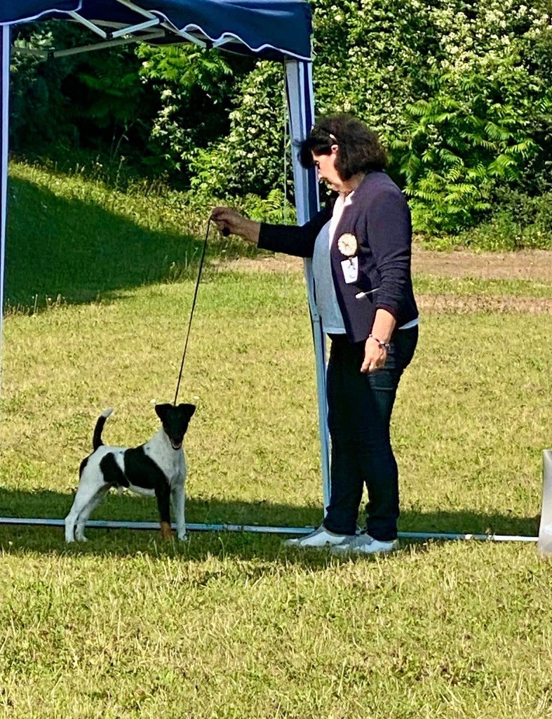  foxterrier speciality in Hecklingen