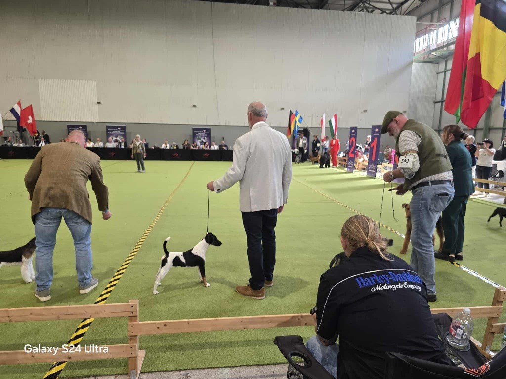 Fox Rebell - IDS LEIPZIG