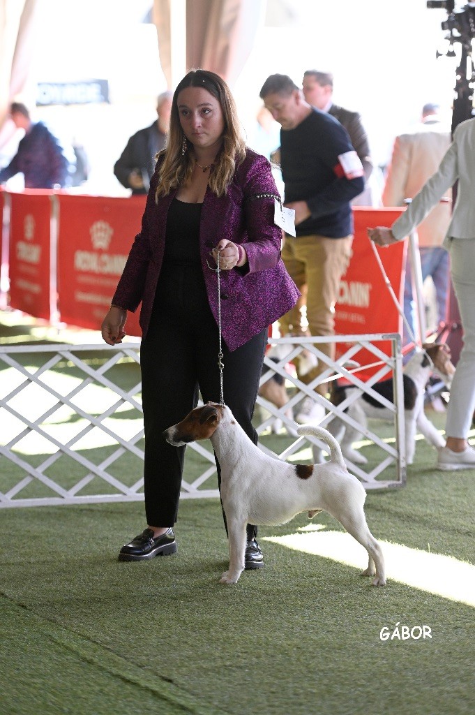 Tim champion international 