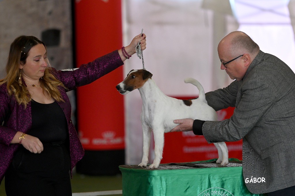 Double CACIB in Komarom 