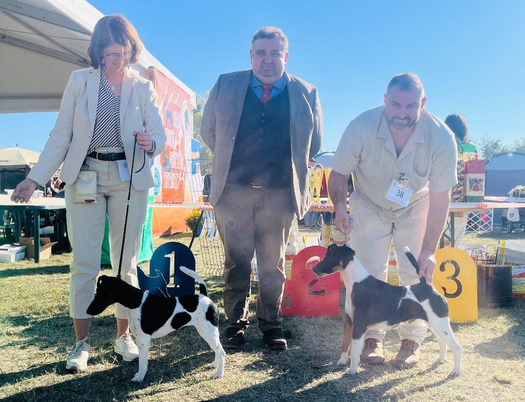 ?Club Terrier?Judging by Dieny Uiterwijk Winkel& Rony De Munter