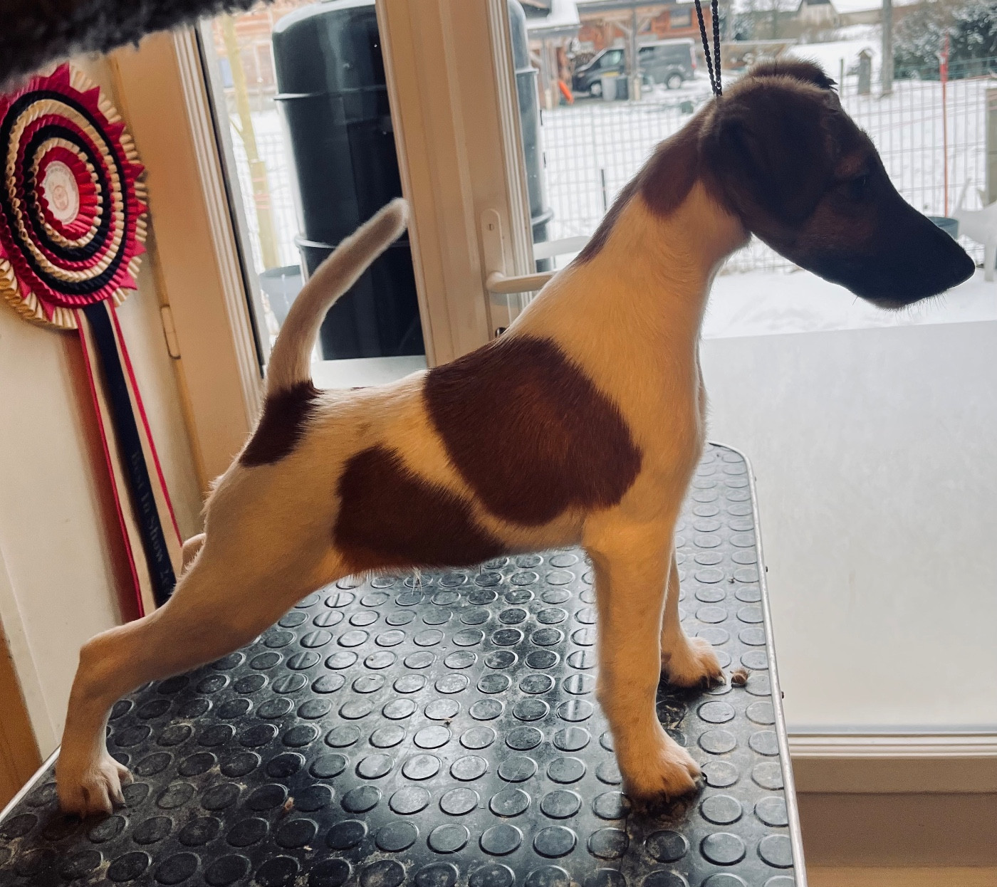 Fox Rebell - Chiots disponibles - Fox Terrier Poil lisse