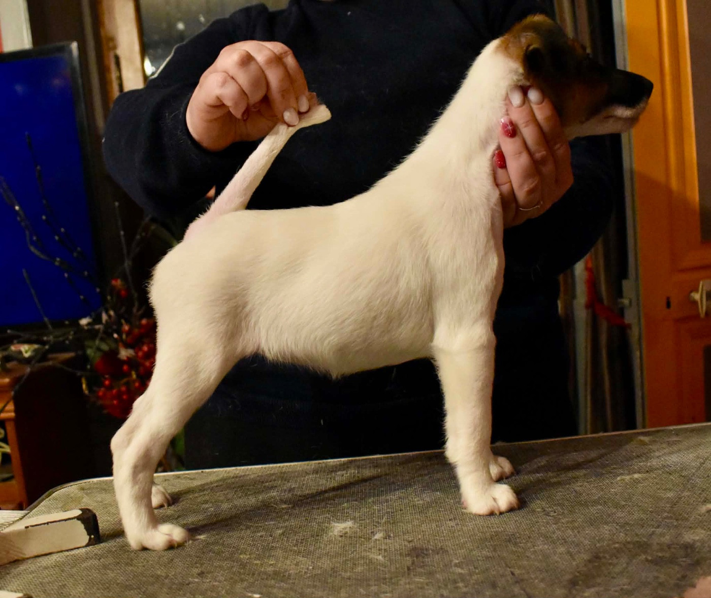 Fox Rebell - Chiots disponibles - Fox Terrier Poil lisse