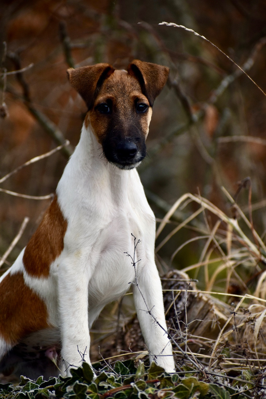 Fox Rebell - Fox Terrier Poil lisse - Portée née le 17/10/2025