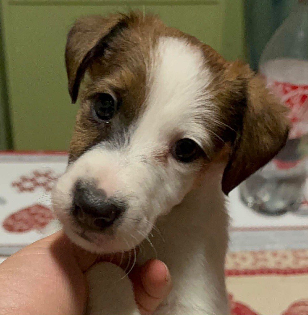 Fox Rebell - Chiots disponibles - Fox Terrier Poil lisse